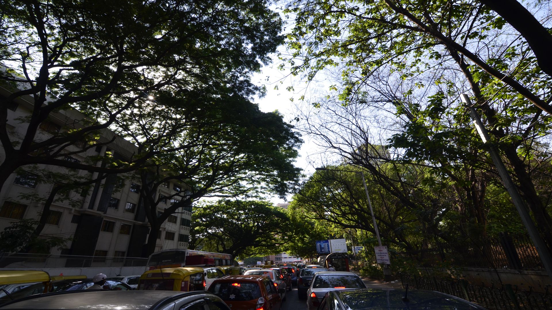 Every tree has a story – it is time to listen!